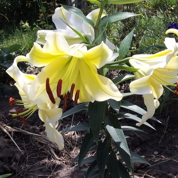  - Crini si hemerocallis