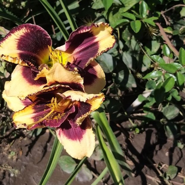  - Crini si hemerocallis