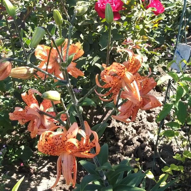  - Crini si hemerocallis