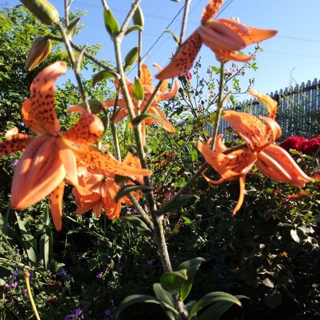  - Crini si hemerocallis
