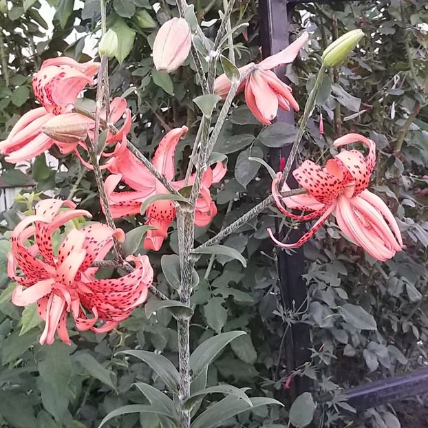  - Crini si hemerocallis