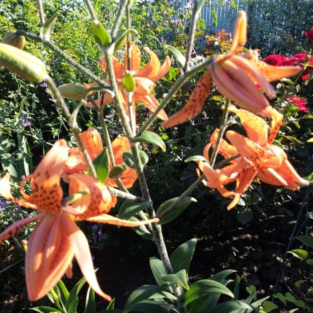  - Crini si hemerocallis