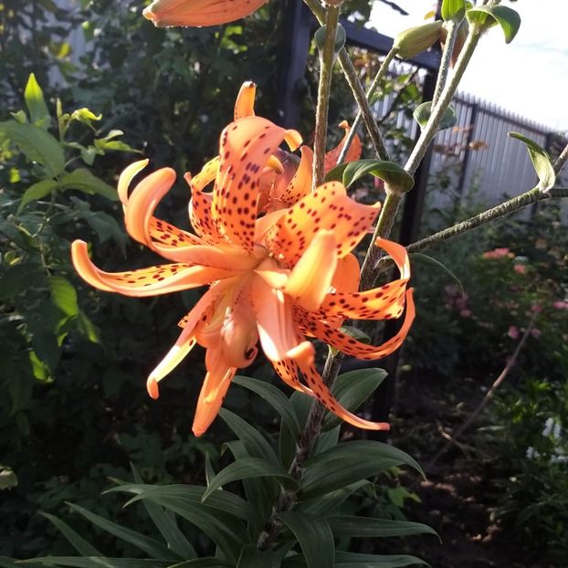  - Crini si hemerocallis