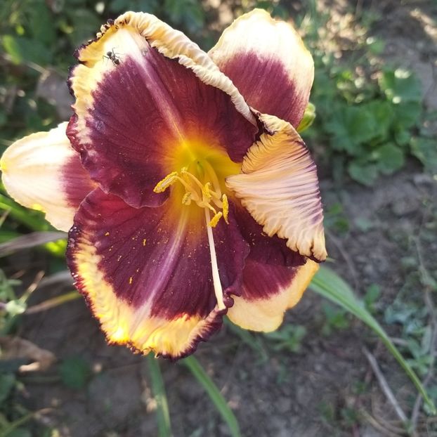 - Crini si hemerocallis