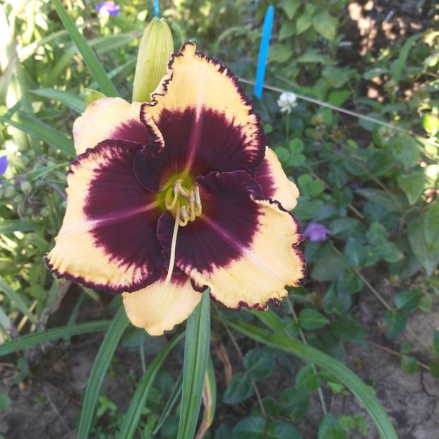  - Crini si hemerocallis
