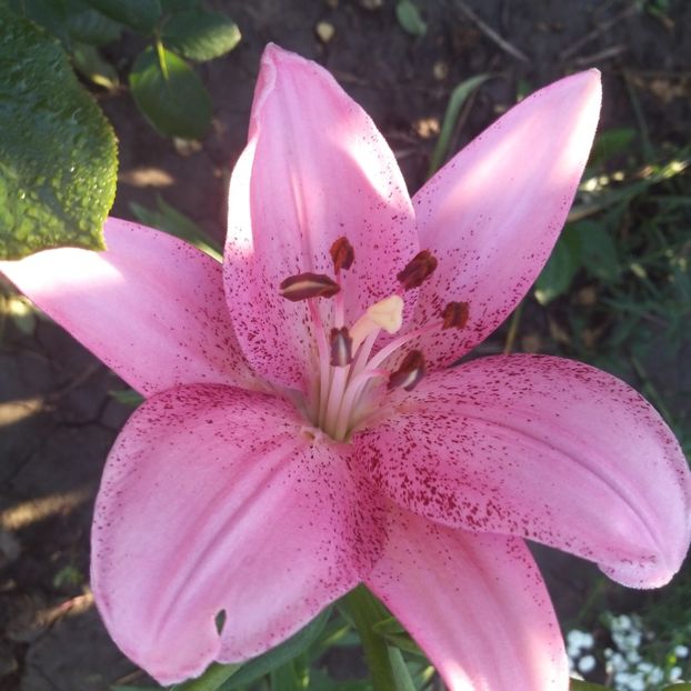  - Crini si hemerocallis