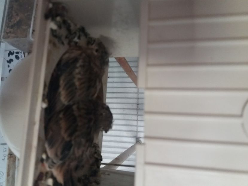  - pui hibrizi petrusi 2020