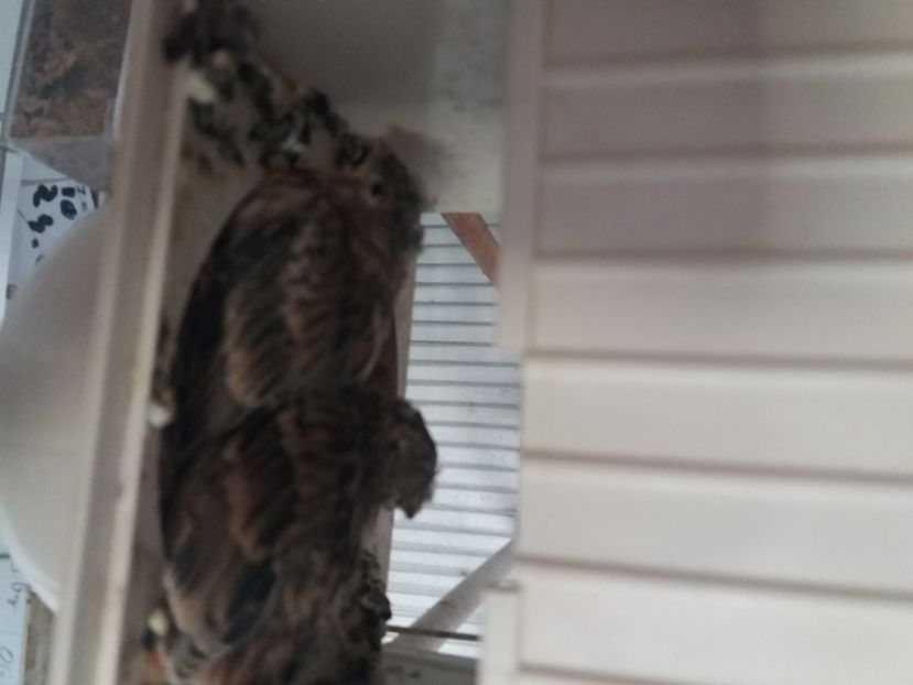  - pui hibrizi petrusi 2020