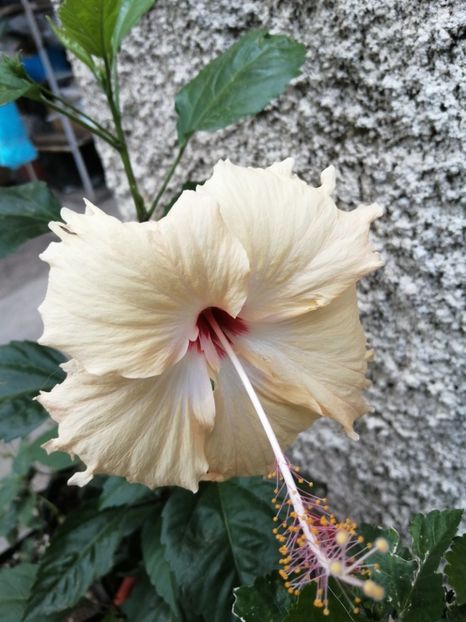  - Hibiscus