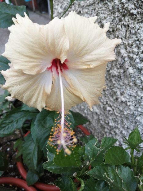  - Hibiscus