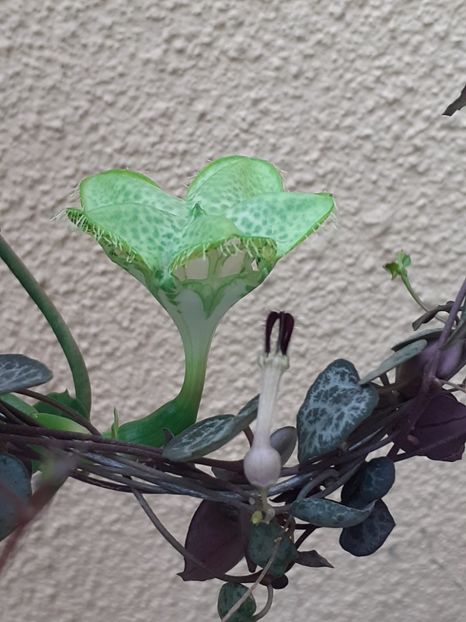  - Ceropegia