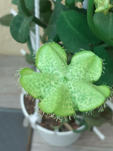  - Ceropegia