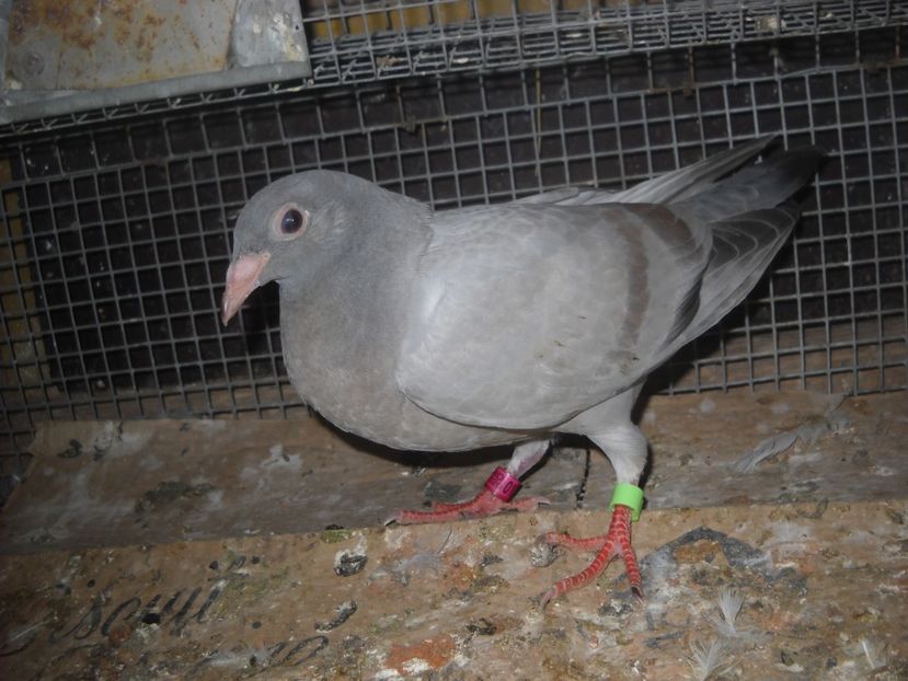  - UNDEVA IN SUCEAVA arhiva