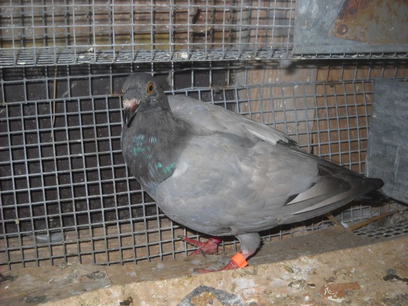  - UNDEVA IN SUCEAVA arhiva