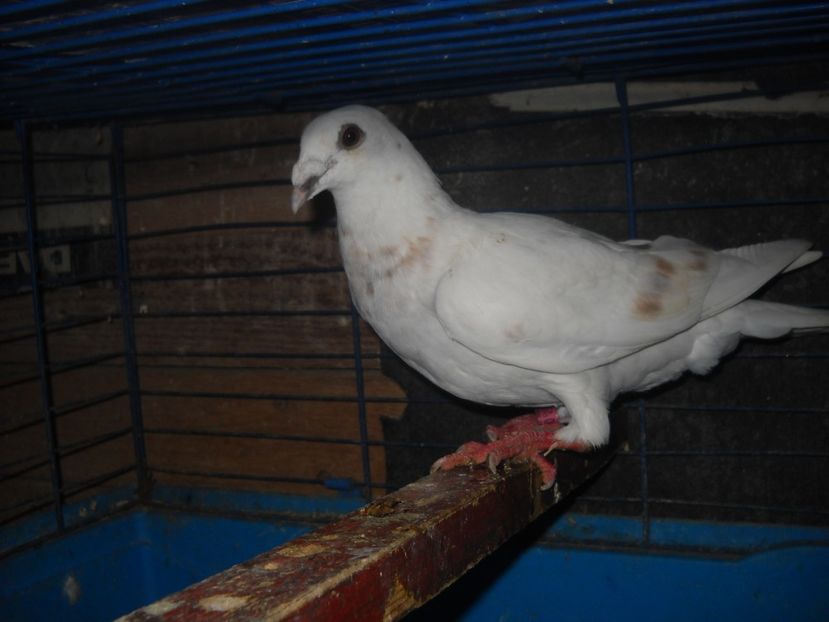  - PORUMBEI VANDUTI 2