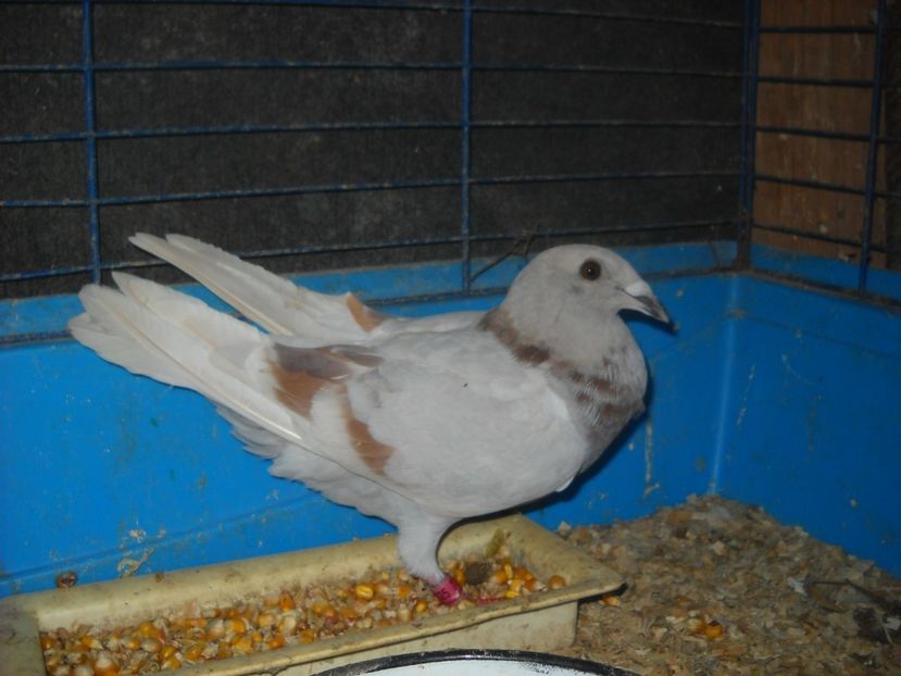  - PORUMBEI VANDUTI 2