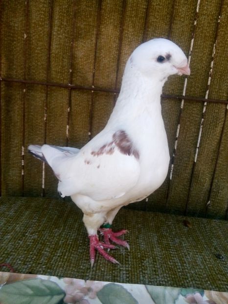 01 2019 - de vanare la toamna