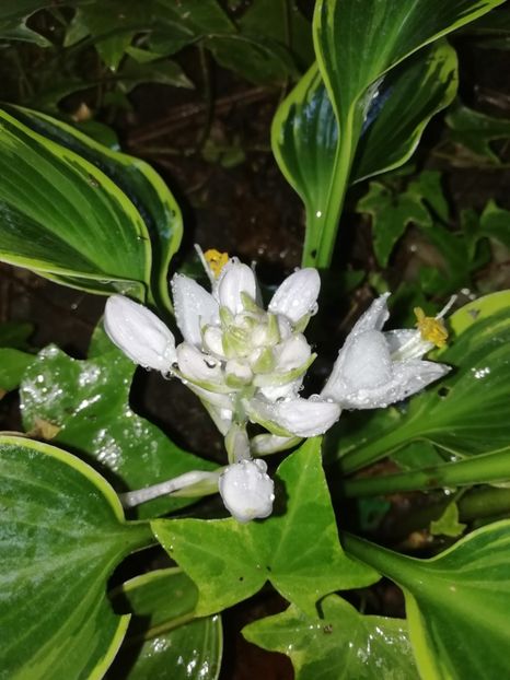  - Grădina 2020 continuare 1