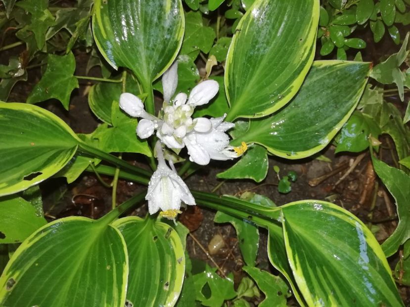 Hosta Wolverine - Grădina 2020 continuare 1