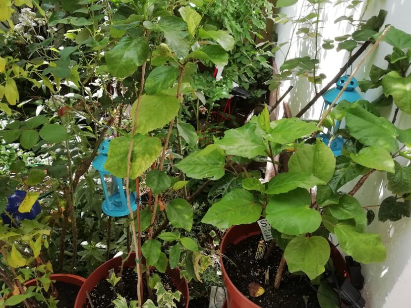  - Grădina 2020 continuare 1