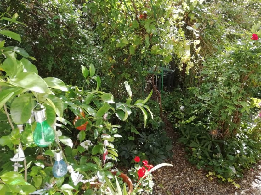  - Grădina 2020 continuare 1