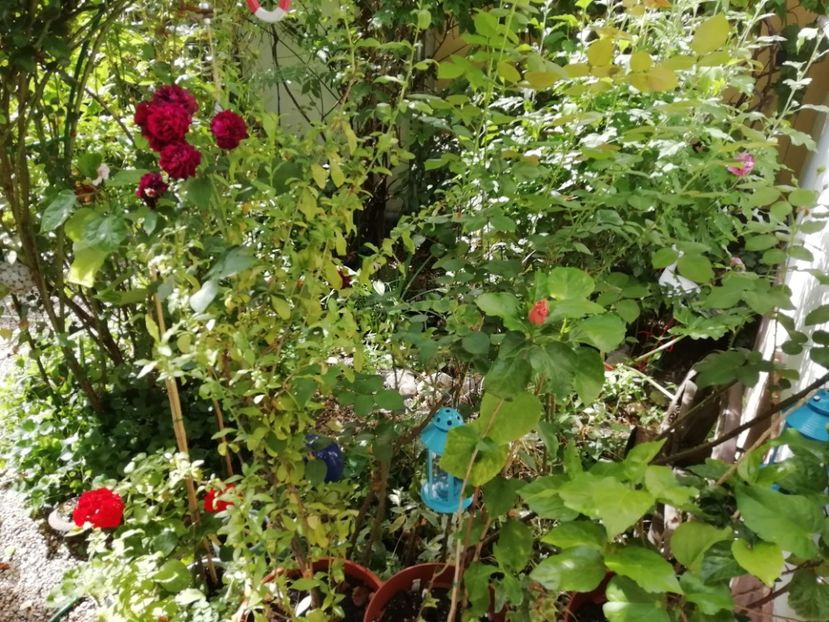  - Grădina 2020 continuare 1