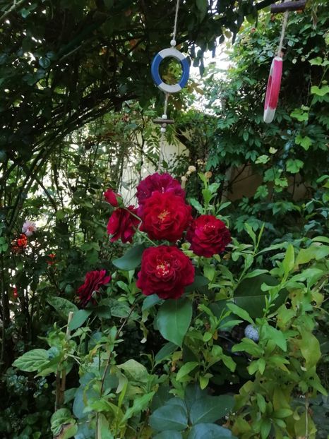  - Grădina 2020 continuare 1