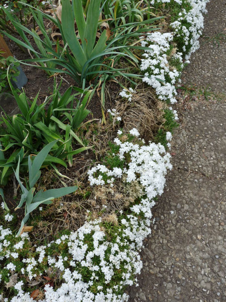 degerate in aprilie - Phlox - brumarele