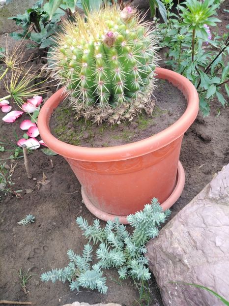  - cactus și suculente