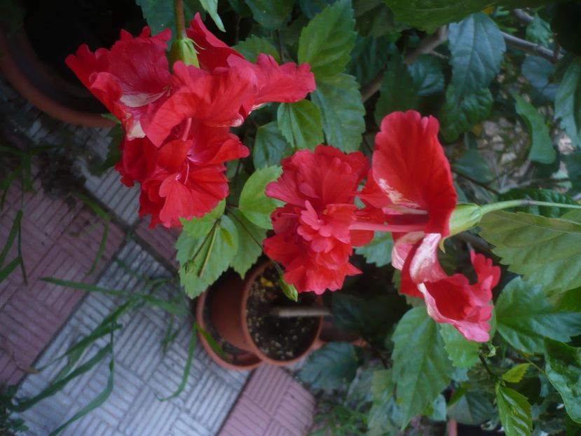 31.07.2020 - HIBISCUSI 2020-2