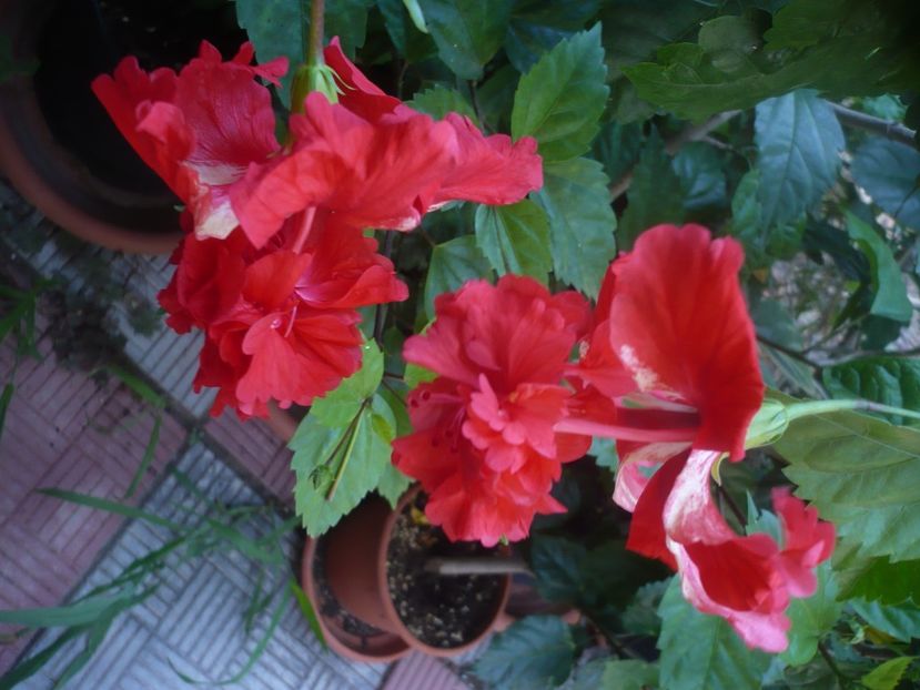 P1450234 - HIBISCUSI 2020-2