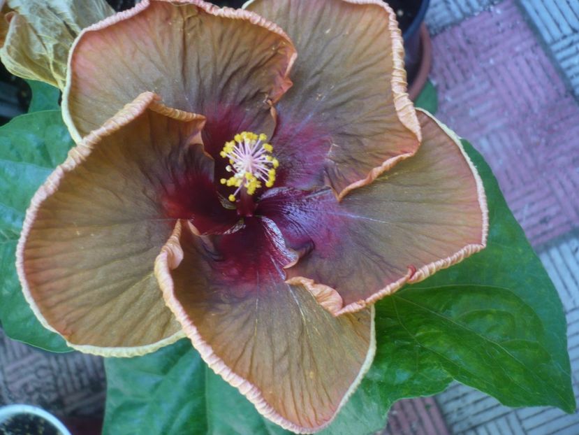 P1450238 - HIBISCUSI 2020-2