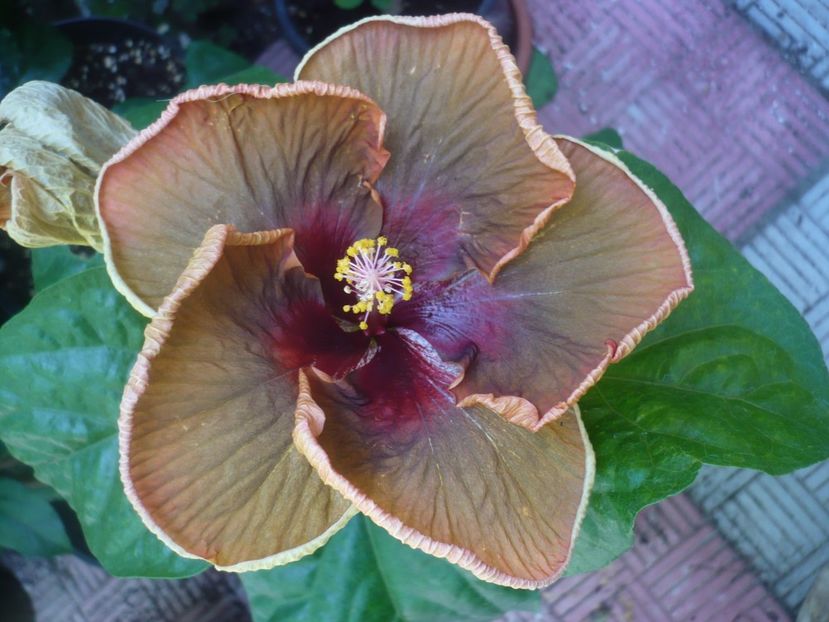 P1450239 - HIBISCUSI 2020-2