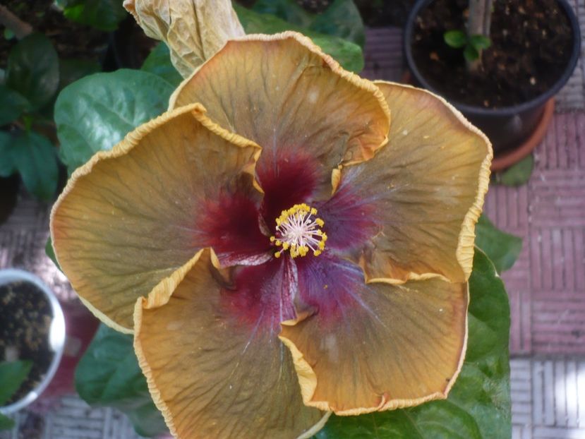 P1450241 - HIBISCUSI 2020-2