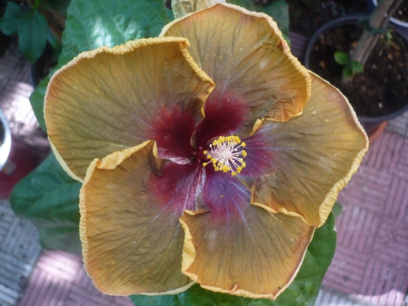 P1450243 - HIBISCUSI 2020-2