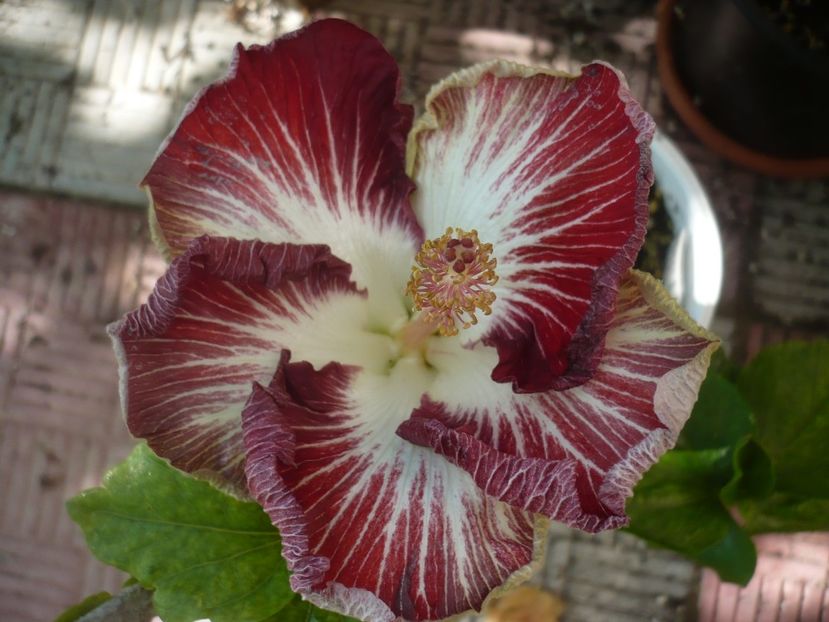 P1450244 - HIBISCUSI 2020-2