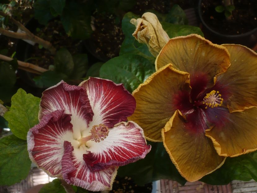 P1450245 - HIBISCUSI 2020-2