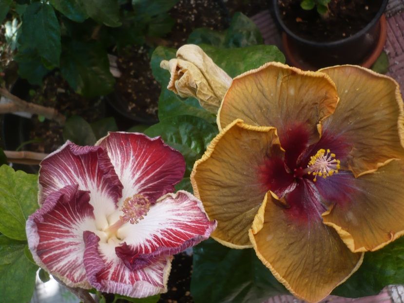 P1450246 - HIBISCUSI 2020-2