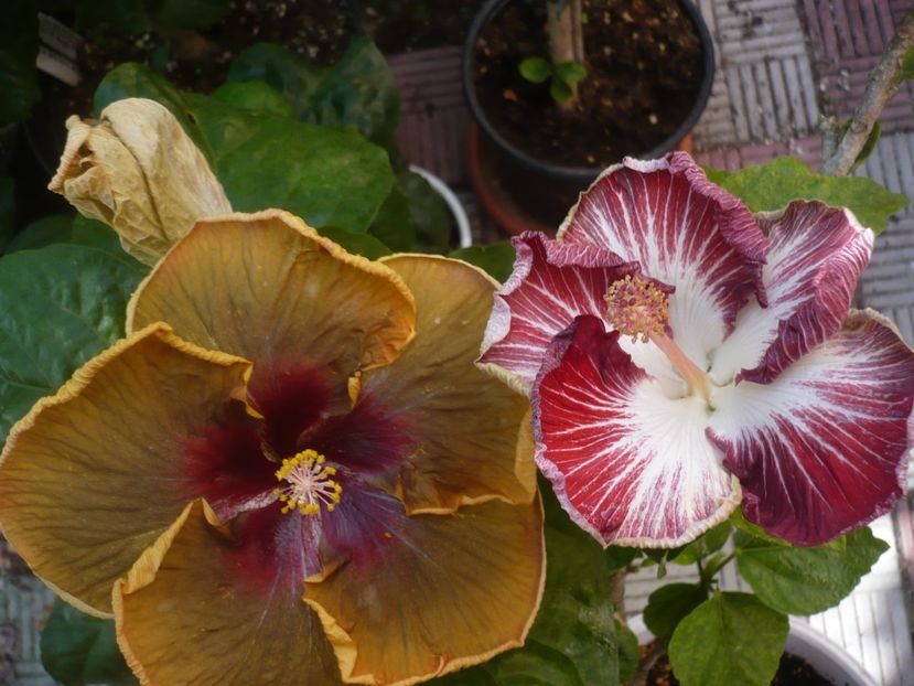 P1450247 - HIBISCUSI 2020-2