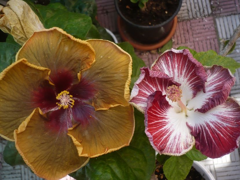 P1450248 - HIBISCUSI 2020-2