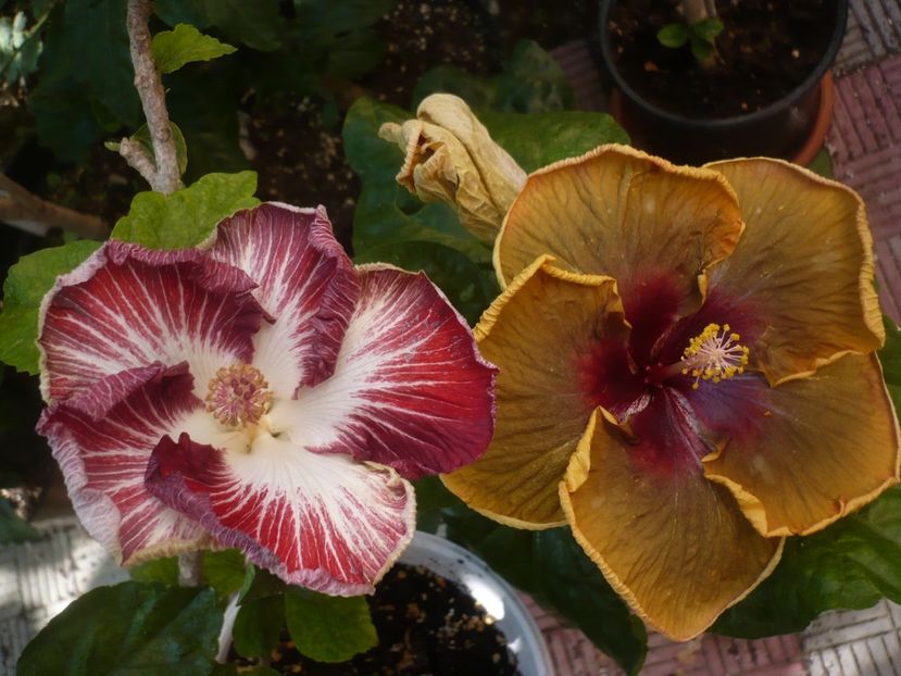 P1450249 - HIBISCUSI 2020-2