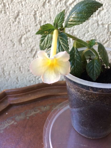 2020- Himalaian Sunrise - Aa-Achimenantha