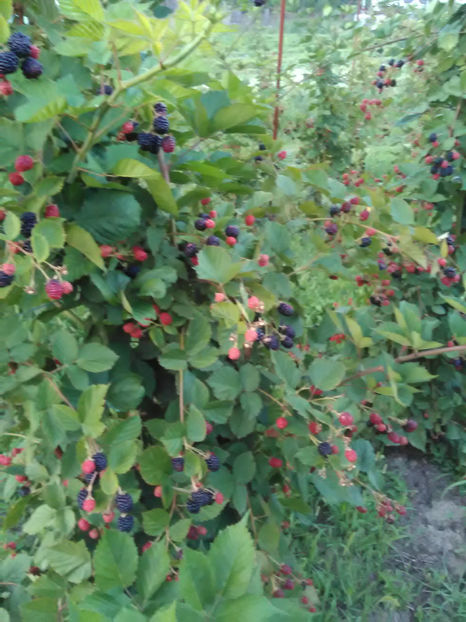  - VINDEM Mure de cultura din soiulThornFree