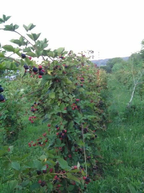  - VINDEM Mure de cultura din soiulThornFree