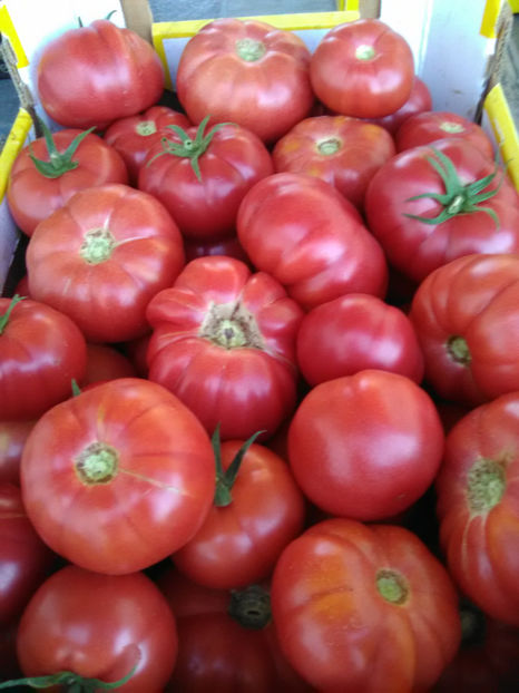 Roze DIMEROSA - VIND RASAD LEGUME 2023