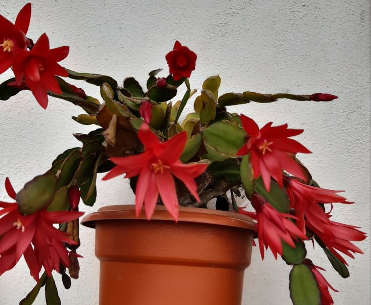 30.08.020 - Cactusi 2015-2020