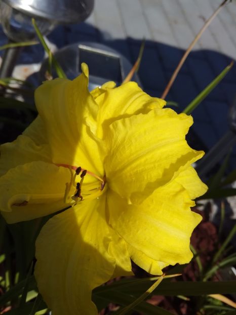 Double River wye - Hemerocallis 2020