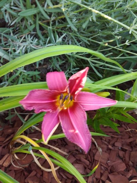 Summer wine - Hemerocallis 2020