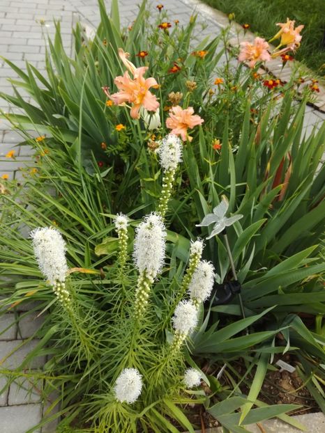 Double pompom - Hemerocallis 2020