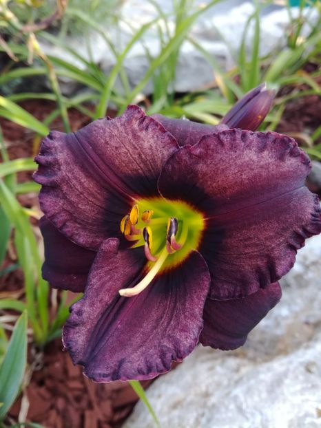 Cinderella Dark side - Hemerocallis 2020